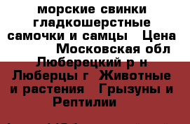 морские свинки гладкошерстные самочки и самцы › Цена ­ 1 000 - Московская обл., Люберецкий р-н, Люберцы г. Животные и растения » Грызуны и Рептилии   